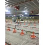 Customized 110V Pan Feeding System For Broiler Chicken Pan Feeder for sale