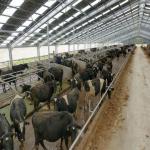Easy Install Modern Cattle Shed , Prefabricated Metal Farm Barns for sale