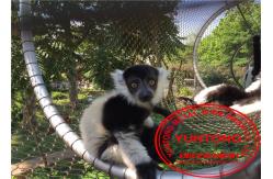 China Knotted Animal Enclosure Netting , Zoo Aviary Netting Corrosion Resistant supplier