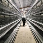 Layers Poultry Farming Battery Chicken Cage H Type 4Tiers 6 Tiers for sale