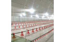 China Automatic Poultry Feeding Broiler Equipment Chicken Floor Ground System 1.1KW supplier