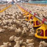 PVC Poultry Farm Equipment for sale