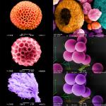 4.5 - 6nm High Magnification Scanning Microscope Electron Surface Topography Eco Sem