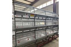 China U Shaped Galvanized Broiler Poultry Farming Equipment 60-192 Birds Capacity supplier