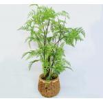 Lifelike Green Artificial Tropical Plant For Office Table Decor Boston Fern for sale