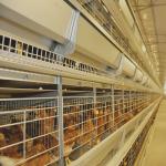 Automatic H Type Chicken Egg Layer Cage 20000 Birds Poultry Farming Equipment for sale