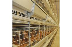China Automatic H Type Chicken Egg Layer Cage 20000 Birds Poultry Farming Equipment supplier
