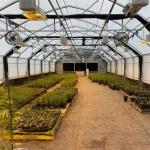 Automatic Ventilation System Blackout Greenhouse With LED Light Deprivation for sale