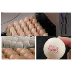 High Resolution With 600 DPI And High Speed Operation  Egg Jet Printer
