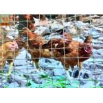 Gray Plastic Poultry Netting, Temporary Chicken Fence, 1.2M High, 35GSM, Chicken Netting for sale