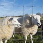 6FT High Prevent Sheep Escapes Heavy Duty Galvanized Cattle Mesh Fence