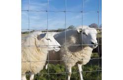 China 6FT High Prevent Sheep Escapes Heavy Duty Galvanized Cattle Mesh Fence supplier