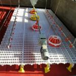 Duck Broiler 100% PP UV Poultry Slat Flooring for sale