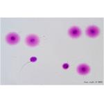 BRED Sperm DNA Fragmentation Test Kit 24 Months Shelf Life for sale