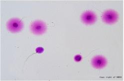 China BRED Sperm DNA Fragmentation Test Kit 24 Months Shelf Life supplier