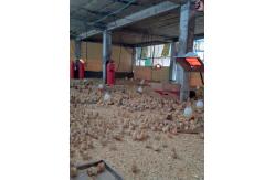 China Manual Temperature Adjustable Gas Brooder Heater For Livestock supplier