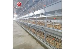 China Galvanized 150 Broiler Chicken Poultry Cage SGS Certificated supplier