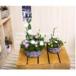China manufacturer wicker garden baskets willow plant baskets round shape for sale