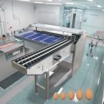 Digital Egg Sorter Wash And Egg Sorter Machine Stainless Steel Egg Sorting And Grading Machine for sale