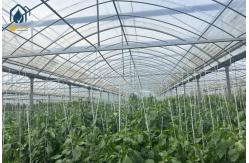 China Large Scale Farming Multi Span Film Greenhouse Customizable For crop cultivation supplier
