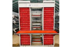 China Customized Multi Layer Poultry Cage Automatic Egg Collection Cages supplier