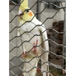 Flexible 316 Stainless Steel Rope Mesh High Strength Antirust For Bird Aviary