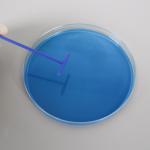 Medical Lab Inoculation Loop T Shaped Bacterial Cell Spreader With Smooth Rounded Surfaces