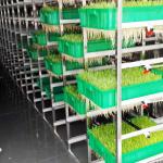 China Daily 5T To 20T Smart Hydroponic Shipping Container For Growing Fodder manufacturer