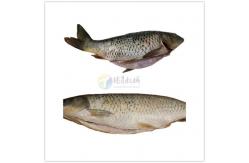 China Tengsheng Rotated Shaving Fish Skin Cleaning Machine , Trout Fish Skin Peeling Machine supplier