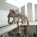 Indoor Dinosaur Skeleton Replica Youth  Age 12 Months Warranty for sale