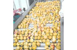 China Fruit / Vegetable Processing Roller Sorting Machine Stainless Steel Roller Tube supplier