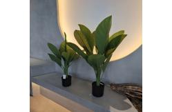 China Long Lasting Plastic Material Artificial Plants 70cm Artificial Dieffenbachia Tree supplier