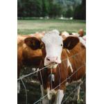 High-Purity Bone Peptone (Industrial Grade) – Premium Protein for Microbial Culture & Biopharmaceuticals