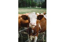 China High-Purity Bone Peptone (Industrial Grade) – Premium Protein for Microbial Culture & Biopharmaceuticals supplier
