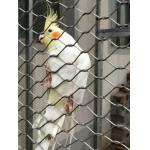 Stainless Steel 304/316 Aviary Mesh Small hole flyproof Parrot Cage house fence