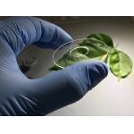 Circular Transparent Sapphire Optical Windows Quartz Material Customized Diameter