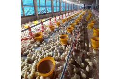 China 3kg 6kg 8kg Plastic Poultry Feeder Chicken Feeding Line Parts Yellow Red supplier