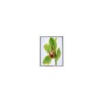 3.5 inch TFT LCD screen QVGA 320*240 A035QN02 V5 for sale