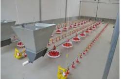 China Automatic Feeding System For Poultry Chicken Farm Equipment Chicken Drinker And Feeder supplier