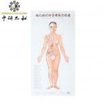 Body Meridian Acupuncture Culture Modern Acupuncture And Embedding Point for sale