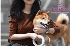 China Retractable Double Handle Led Lighting Dog Collar Leash supplier