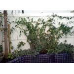 Building Surface Wire Rope Plant Trellis , Inox Flexible Wire Mesh Trellis