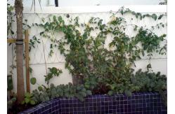 China Building Surface Wire Rope Plant Trellis , Inox Flexible Wire Mesh Trellis supplier