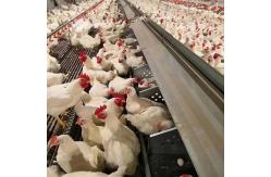 China Broiler Breeder Automated Poultry Feeding System supplier