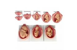 China PVC Fetus Uterus Human Anatomical Teaching Models For Practice Teaching supplier