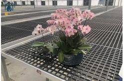 China PP Moveable Rectangular Seed Nursery Planting Tray For Seedling And Growing supplier
