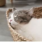 Natural Handmade Braided Cattail Bamboo Cat Bed With Soft Cushion