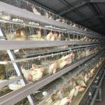 H Type 3/4 Tiers Chicken Poultry Cage Hot Galvanized Silver Color for sale