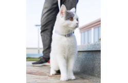 China Adjustable Reflective Breathable Cat Harness Belt For Small Medium Large Kitten supplier