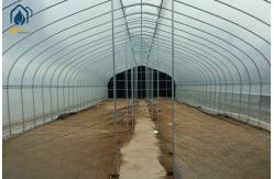 China Durable Single Span Tunnel Greenhouse For Hydroponic Vegetable And Fruit Planting supplier